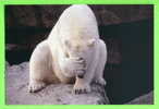 OURS BLANC  COUCOU ! - BEAR - - Osos