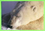 OURS BLANC  - PAPA FAIT LA SIESTE ! - WHITE BEAR - - Osos