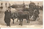 87 - Attelage LImousin - Animée : Aujourd´hui Pas De Labour, C´est La Fête - Cultivation