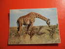 CPM - THEME ANIMAUX -ANIMAUX D'AFRIQUE EN LIBERTE -GIRAFE -CARTE EN BON ETAT. - Girafes