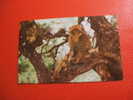 CPM OU CPSM - THEME ANIMAUX ---GIBRALTAR-A ROCK APE-SINGE-POSTEE EN ESPAGNE-CARTE EN BON ETAT. - Apen