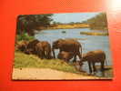 CPM OU CPSM  - THEME ANIMAUX -ELEPHANTS-LOXODONTA AFRICANA-CARTE EN BON ETAT. - Elephants