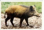 Gibiers De Nos Ardennes - Sanglier - Wild Zwijn - Schweine