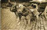 ATTELAGE De CHIEN - VOITURE à CHIEN - CHARETTE à CHIEN - Laitiere Flamande - Transport Du Lait - Wagengespanne