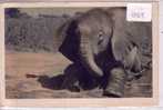 - TCHAD - UN JEUNE ELEPHANT DU TCHAD (025) - Ciad