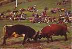 Vaches Traditions Suisse La Bataille Des Reines Val D'Aoste - Elevage