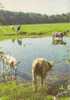 Vaches Au Pâturage - Viehzucht