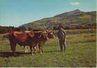 Attelage De Boeufs Au Pays Basque - Wagengespanne