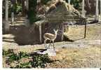 COLOMB BECHAR Gazelles Jardins De La Palmeraie - Bechar (Colomb Béchar)