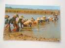 Thailand - Thai Farmers Catch Fish From The Flooded Farm  -   VF-  D48262 - Fermes