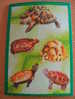 LOT CARTE POSTALE NEUVE THEME TORTUES - Tortugas