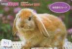 Rabbit LAPIN KONIJN Kaninchen Conejo Animal Tier (357) - Conejos