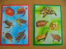 LOT CARTES POSTALES NEUVES THEME  TORTUES - Schildpadden