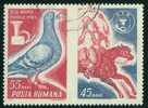 Roumanie 1965, Yv. 2167, Pigeon Voyageur - Messenger Pigeon - Paloma - Tauben & Flughühner