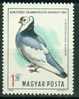 Hongrie 1969, Yv. 2090, Pigeon  - Dove - Paloma MNH ** - Duiven En Duifachtigen