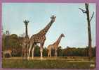 THOIRY-EN-YVELINES - Réserve Africaine. Girafes. Circulé 1972. 2 Scans - Thoiry
