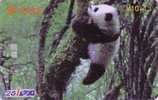 Télécarte Chine - Bébé PANDA - Pandabär Baby Tier Animal Phonecard Telefonkarte - 85 - Cina