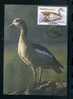 Venda 1987 Waterfowl Maxicard - Entenvögel