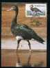 Venda 1987 Waterfowl Maxicard - Canards