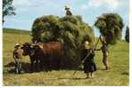 LES FOINS A L'ANCIENNE .  Avec Attelage De Boeufs Trés Animée . Voir Recto Verso  (B842) - Farms