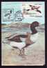 BIRDS -Ducks -CANARDS -  MAXICARD - MAXIMUM CARD ROMANIA 1993. - Patos