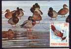 BIRDS -Ducks -CANARDS -  MAXICARD - MAXIMUM CARD ROMANIA 1978 ! . - Canards