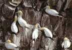 Newfoundland Labrador Cape St. Mary - Birds Oiseaux Seabirds Gannets - Neuve Mint - Otros & Sin Clasificación