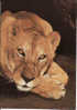 Lion, Neuf - Leeuwen