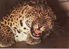 Leopard-Panthera, Neuf - Leeuwen