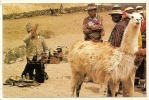 .............BOLIVIE...LE S  LAMAS DES ANDES..... - Bolivië