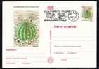 ROMANIA 1997 PMK , Entier Postaux Stationery POSTCARD,with Cactusses,cactus.(A5) - Sukkulenten