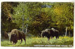 C9600 - Buffaloes, Riverview Park , OMAHA - Altri & Non Classificati