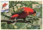 1962  Belgique  Carte Maximum  Oiseaux   Lori Rouge - Perroquets & Tropicaux