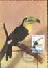 1962  Belgique  Carte Maximum  Oiseaux   Toucan - Parrots