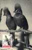 1962  Belgique  Carte Maximum  Oiseaux   Touraco - Parrots
