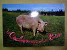 VDS CARTE POSTALE LE COCHON VOUS SALUE BIEN - Pigs