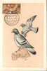 1958 Guinée Fernando Poo Santa Isabel Carte Maximum Oiseaux Birds Uccelli  Pigeon  Colombo Dove - Palomas, Tórtolas