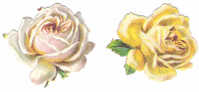 Découpis   - Fleurs - Rose Blanche & Rose Jaune - Flores