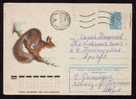 RUSSIA 1978 Cover Stationery With Animal Rodents,squirrel. - Nager