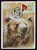 Bear Ours 1995 MAXICARD, ROMANIA. - Bears