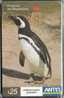 30 URUGUAY Tarj.Telefónica 269a Pájaros-Pinguino De Magallanes - Uruguay