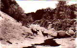 GOLSPIE - REAL PHOTO - Winter In Dunrobin Glen - SUTHERLAND  - SCOTLAND - Sutherland