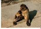 SINGES  -  GIBRALTAR  -  Mother And Baby  Apes  - N° C 49 - Affen