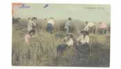 AGRICULTURE ) La Moisson, C.L.C., ANIMEE, ** - Cultivation