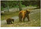 OURS  Et OURSON -  Sierra Nevada Mountains - Californie - Black Bear And Cub  -  N° SE  808 - Bären