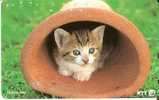 TARJETA DE JAPON DE UN GATO (CAT-CHAT-GATO) - Katzen