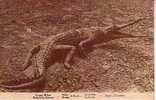 CPA.  CONGO BELGE.  Crocodile.     1930/35. - Museos