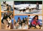 CPSM.  ATTELAGE CHIENS DE TRAINEAU. HUSKY. - Attelages