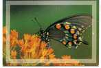 PAPILLON .   Voir Recto Verso             (C052) - Butterflies