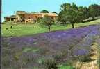 ALPES DE HAUTE PROVENCE - Floraison De La Lavande En Provence - Barcelonnetta